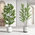 Indoor Bonsai Potted Plants in White Decorative Pots for Modern Home Interior