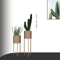 Indoor Potted Cactus And Aloe Vera On Metal Stands With Sunlight Shadows