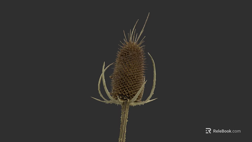Realistic Botanical Illustration of Spiky Thistle Plant on Dark Background 3d model 