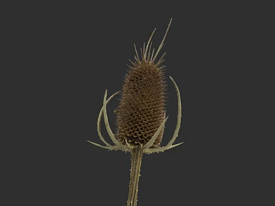 Realistic Botanical Illustration of Spiky Thistle Plant on Dark Background 3d model