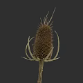 Realistic Botanical Illustration of Spiky Thistle Plant on Dark Background