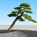 Slanted Pine Tree with Lush Green Foliage on Green Grass and Gray Marble Pavement