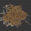 Ancient Tree With Thick Trunk Extensive Roots And Orange Yellow Foliage