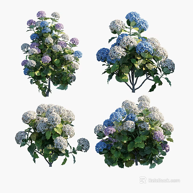 Blooming Hydrangea Flowers With Blue White Purple Blooms And Green Leaves 3d model 