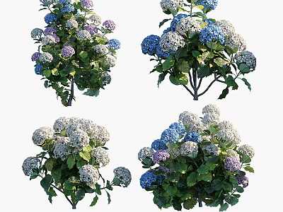 Blooming Hydrangea Flowers With Blue White Purple Blooms And Green Leaves 3d model