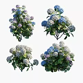 Blooming Hydrangea Flowers With Blue White Purple Blooms And Green Leaves