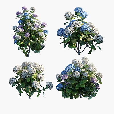 Blooming Hydrangea Flowers With Blue White Purple Blooms And Green Leaves 3d model