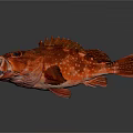 Red Fish Displaying White Spots And Spiky Fins On Gray Gradient Background 3d model