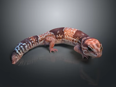 Colorful Gecko With Brown Orange And White Patterns On Gray Background 3d model