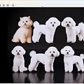 Cute White Puppies In Various Poses On Black Background With Reflections