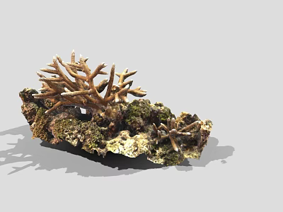 Natural Coral Reef Decor With Rocky Base And Mossy Surface Branches 3d model
