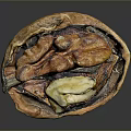 Opened Walnut with Brown Shell and Visible Yellow Kernel on Dark Background