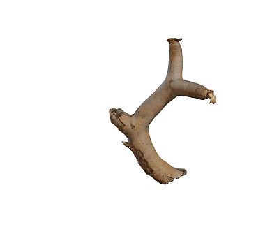 Modern branch trunk dead tree broken branch 3d model Modern branch trunk dead tree broken branch 3d model