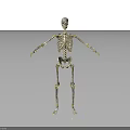 Detailed Human Skeleton Model Displaying Body Organs Structure On White Background