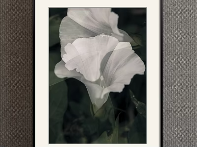 White Morning Glory Botanical Painting With Green Leaves In White Frame And Dark Background 3d model