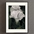White Morning Glory Botanical Painting With Green Leaves In White Frame And Dark Background