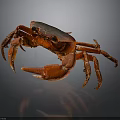 Red Crab With Shiny Shell And Extended Claws On Dark Background