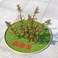 Withered Vegetable Type Shrubs Placed On Circular Green Mat With Red Sign