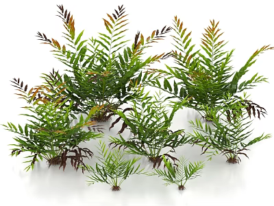 Different Types Of Green Shrubs Featuring Lush Leaves And Various Leaf Shapes For Garden Design 3d model