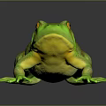 Green Frog with Orange Eyes Spotted Body and Yellow Underside on Black Reflective Surface