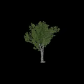 Tree Pit With Green Leafy Trees And Natural Design In Urban Landscape