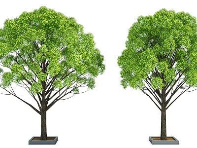 Two Vibrant Lush Green Trees With Dark Trunks And Square Bases 3d model