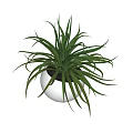 Bonsai Potted Plant with White Round Pot and Long Green Leaves Modern Minimalist Indoor Decoration