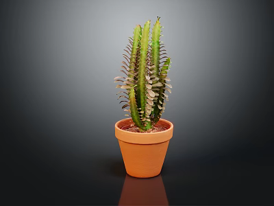 Green Cactus Plant in Orange Terracotta Pot Against Dark Background 3d model