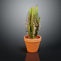 Green Cactus Plant in Orange Terracotta Pot Against Dark Background