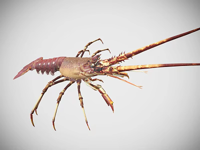 Detailed Reddish Brown Lobster With Long Antennae And Sharp Claws On White Background 3d model