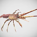 Detailed Reddish Brown Lobster With Long Antennae And Sharp Claws On White Background