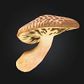Isolated Brown Mushroom With Patterned Cap And Light Colored Stem On Black Background 3d model