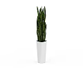 Snake Plant in White Pot with Long Green Striped Leaves for Home Decor
