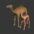 Brown Adult Camel With Baby Camel Standing On Dark Background With Reflection