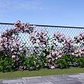 Beautiful Pink Flowers Climbing On Wire Mesh Fence With Green Grass And Woven Flower Basket