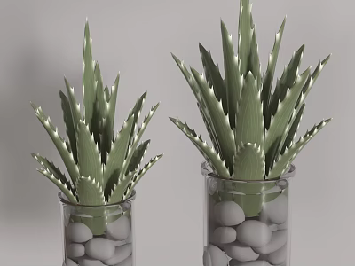 Transparent Glass Vases With Green White Edged Succulent Plants And Gray Pebbles 3d model