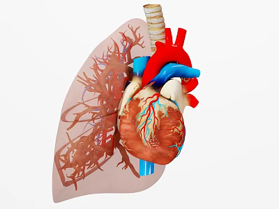 Thoracic Organs 3D Anatomical Model With Heart Lungs And Blood Vessels 3d model