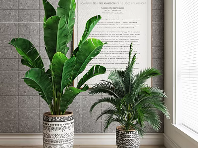 Large Leafy Bonsai Potted Plant And Palm In Modern Room With Tile Wall And Window 3d model