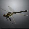 Vibrant Yellow And Black Dragonfly With Transparent Wings And Slender Body In Neutral Background