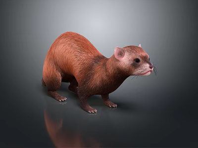Small Brown Furry Mink Animal Standing On Dark Background With Reflection 3d model