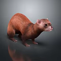 Small Brown Furry Mink Animal Standing On Dark Background With Reflection 3d model