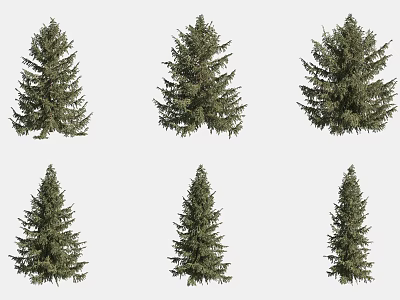 Six Evergreen Arbor Trees With Diverse Natural Growth Forms And Lush Green Foliage 3d model