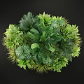 Lush Tropical Green Plants With Large Leaves Ferns And Diverse Foliage
