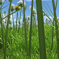 Beautiful White Fluffy Flowers Blooming In Green Grass With Colorful Small Flowers In Natural Meadow