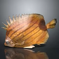 Yellow And Brown Striped Fish With Spiky Back Large Eyes Lying On Side With Reflection 3d model