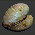 Colorful Striped Clam Shell in Detailed Close-up View with Shiny Surface