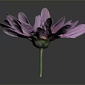 Pink Purple Daisy with Soft Petals Yellow Center Green Stem and Dark Background