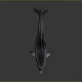 Realistic Marine Dolphin Creature With Shiny Skin And Reflective Surface