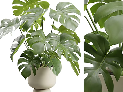 Decorative Indoor Monstera Potted Plant With Green Leaves In White Pot 3d model