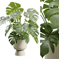 Decorative Indoor Monstera Potted Plant With Green Leaves In White Pot